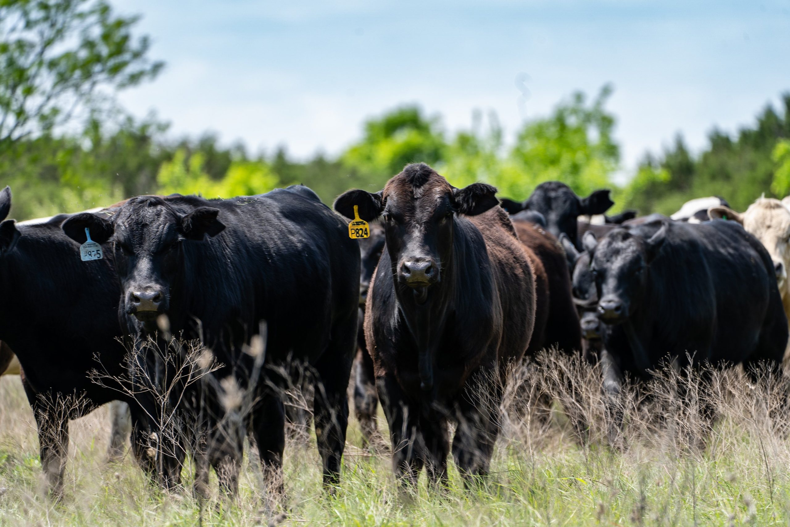 The Texas Panhandle Index Case: March 2024 Timeline Reconstruction